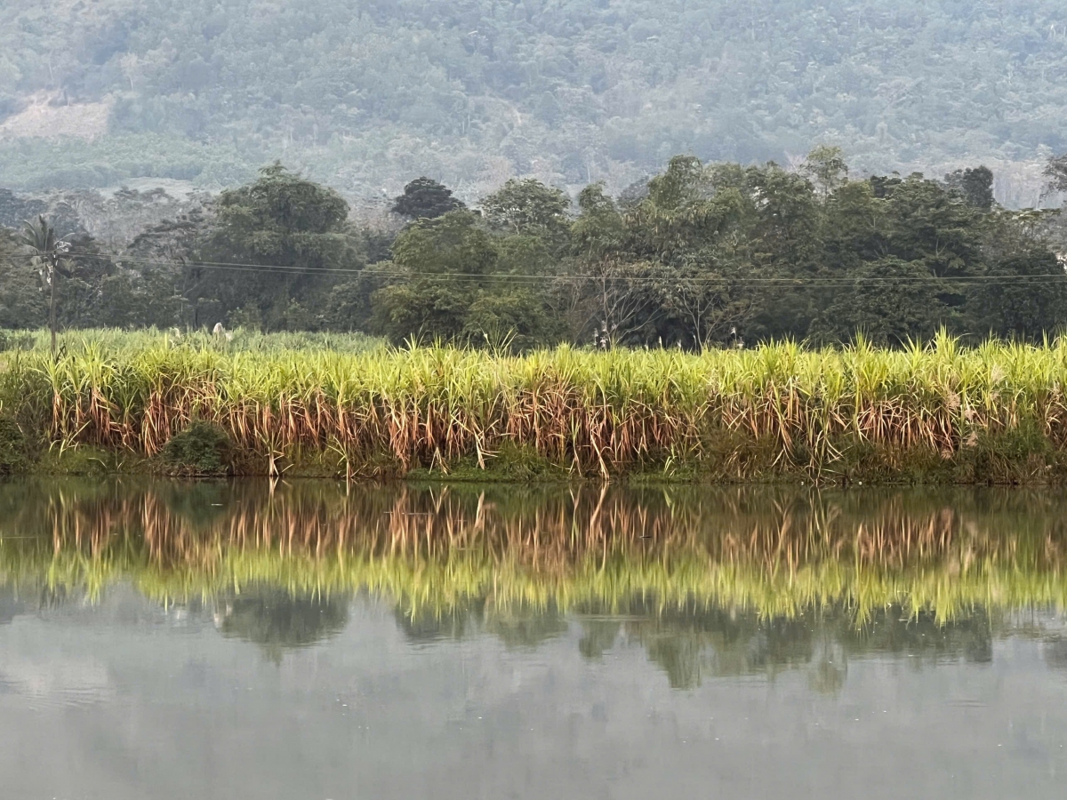 Vùng trồng mía nguyên liệu tại xã Cẩm Tú, tỉnh Thanh Hóa.