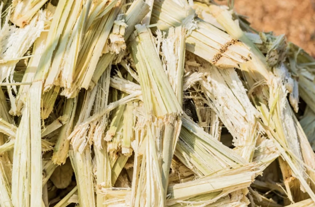 Bã mía có thể làm nguyên liệu sản xuất ethanol sinh học, bao bì thực phẩm thân thiện với môi trường...