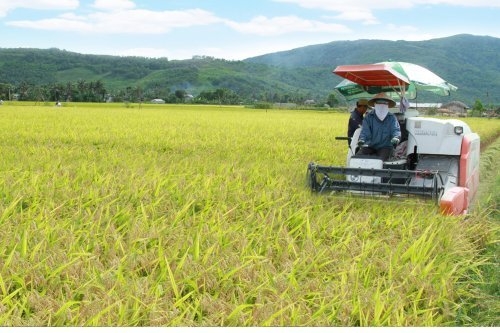 Mùa vàng ở Nông Cống