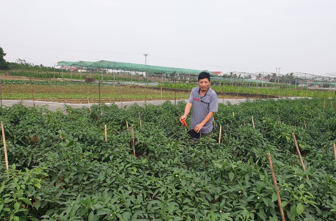 Người dân thôn Ngưa Thôn- Đại Bản sản xuất rau sạch