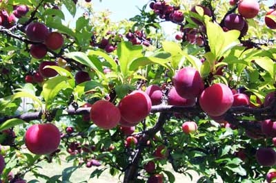 Tử vi 12 con giáp ngày 12/1/2023. Ảnh minh hoạ