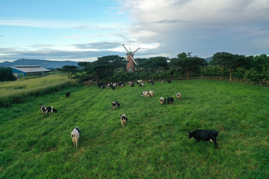 Đàn bò sữa tại trang trại Organic được chăm sóc đặc biệt theo tiêu chuẩn hữu cơ Châu Âu