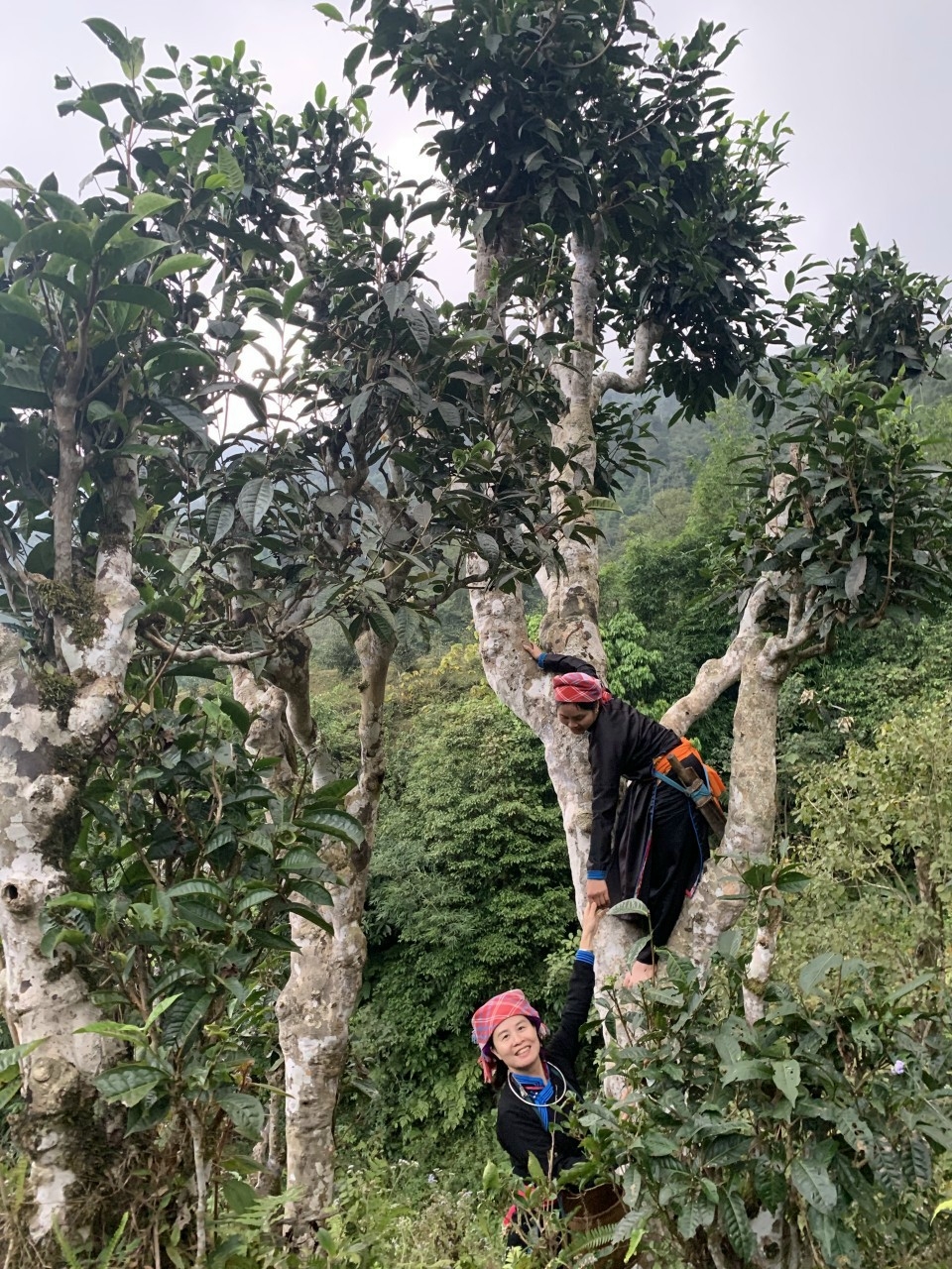 Bản Liền (Bắc Hà) Bức tranh thiên nhiên hùng vĩ, trù phú