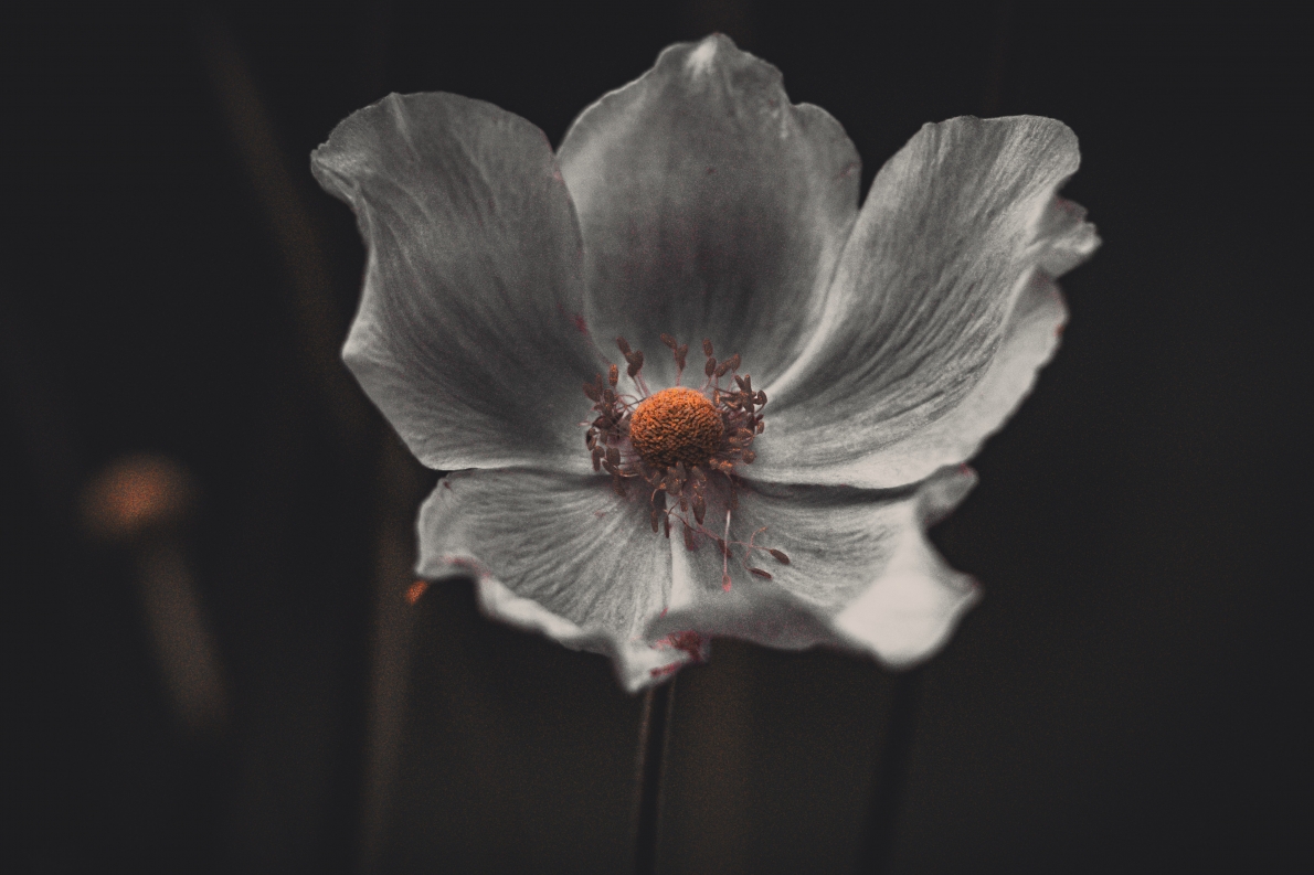 Tử vi 12 con giáp ngày 5/2/2023. Ảnh minh hoạ