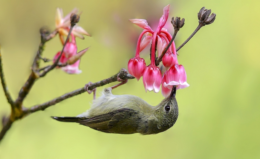 Bà Nà “hóa” vườn hoa khổng lồ vào mùa xuân