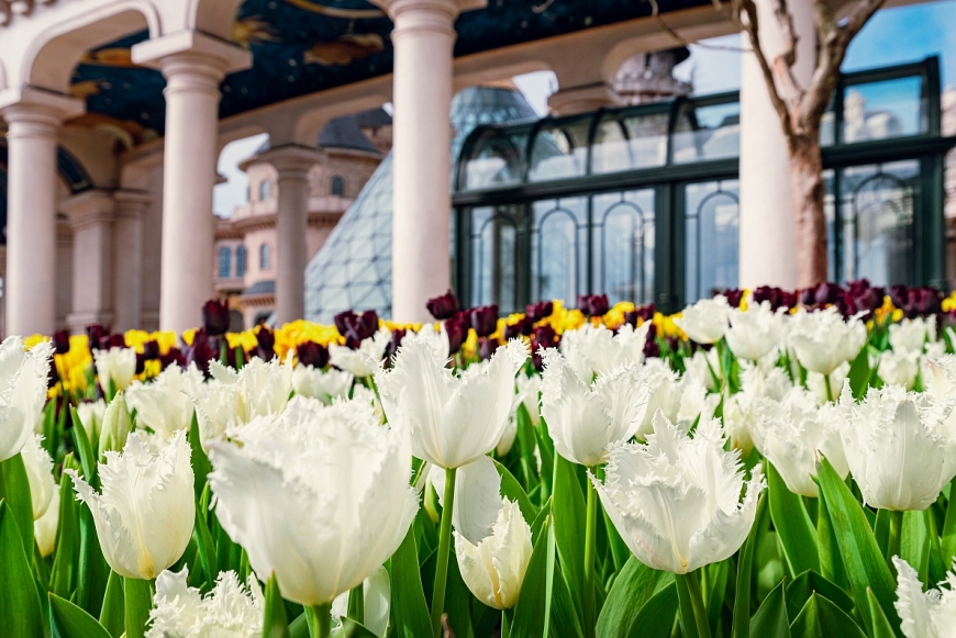 Bà Nà “hóa” vườn hoa khổng lồ vào mùa xuân