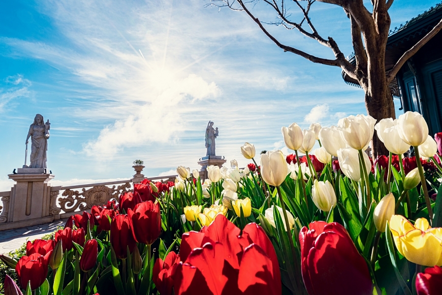 Bà Nà “hóa” vườn hoa khổng lồ vào mùa xuân