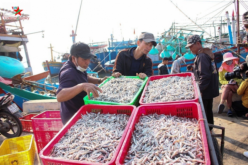 Ngư dân Vĩnh Linh được mùa cá cơm trong những chuyến đi biển đầu năm.