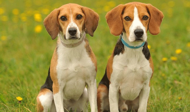 Tử vi 12 con giáp ngày 9/2/2023. Ảnh minh hoạ