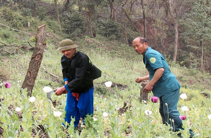 Xóa bỏ việc trồng cây thuốc phiện.