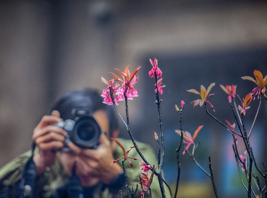 Nhiếp ảnh gia “săn” đào chuông trên đỉnh Bà Nà