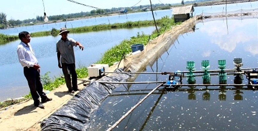 Mô hình NCT làm kinh tế giỏi tỉnh Quảng Nam