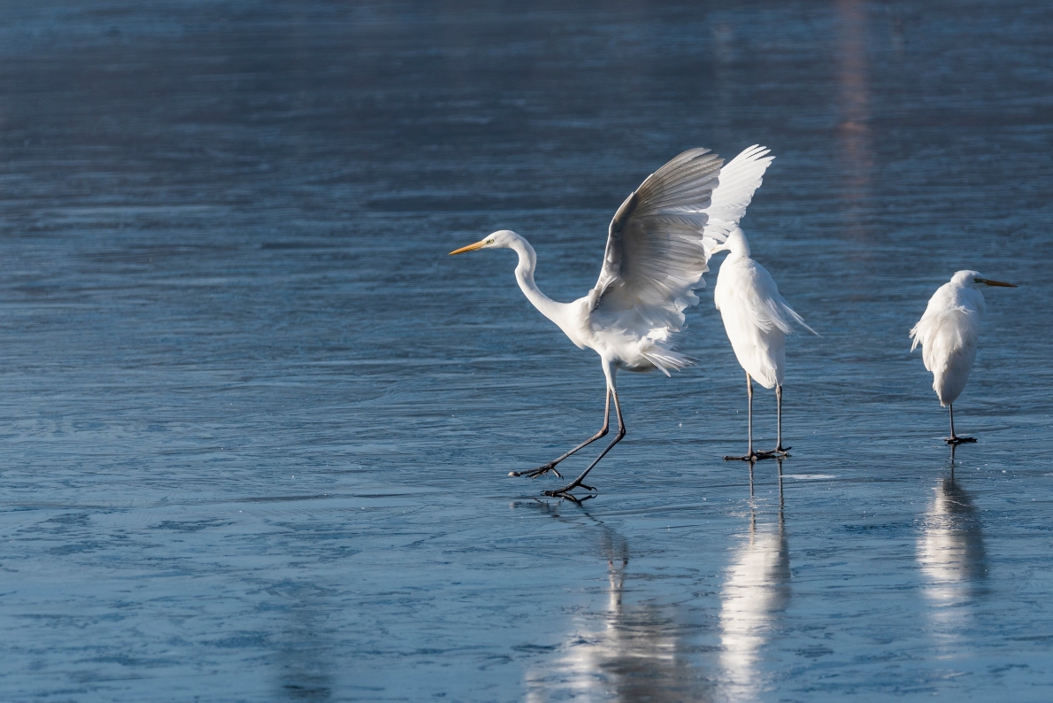 Tử vi 12 con giáp ngày 18/2/2023. Ảnh minh hoạ