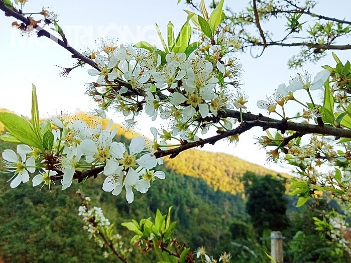 Vào “thiên đường” hoa mận Tả Van