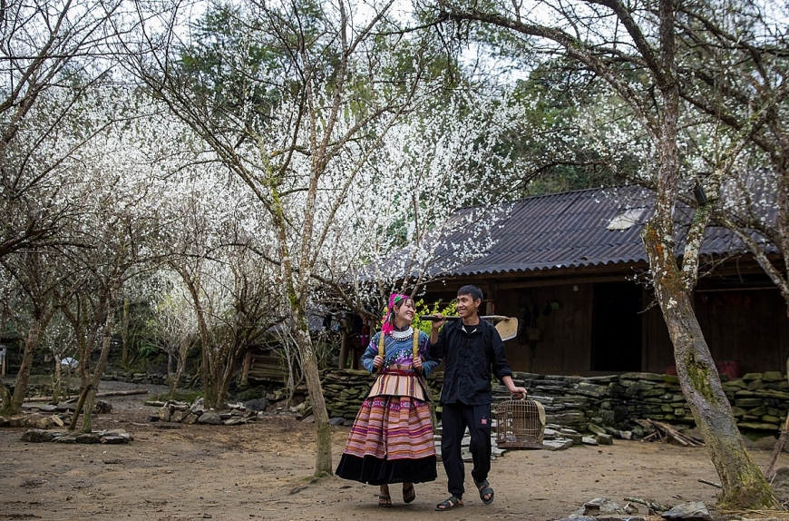 Vào “thiên đường” hoa mận Tả Van