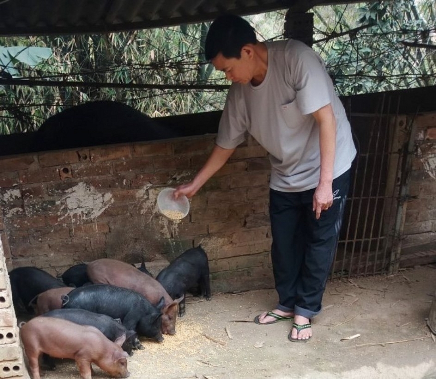 Ông Lò Văn Tinh làm giàu từ lợn lai siêu nạc