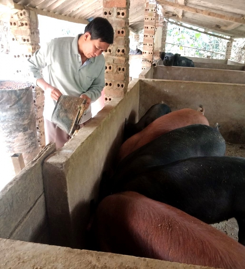 Ông Lò Văn Tinh làm giàu từ lợn lai siêu nạc
