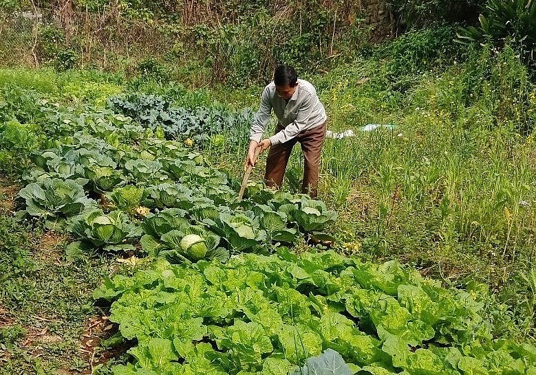 Ông Lò Văn Tinh làm giàu từ lợn lai siêu nạc