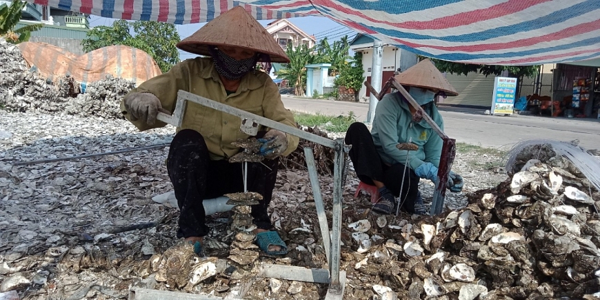 Nhiều NCT giúp nhau xử lí các khâu đục vỏ hà để chuẩn bị nuôi hàu