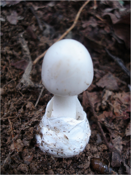 Cả gia đình bị ngộ độc nấm sau bữa ăn trưa, một người đã tử vong Cả gia đình bị ngộ độc nấm sau bữa ăn trưa, một người đã tử vong