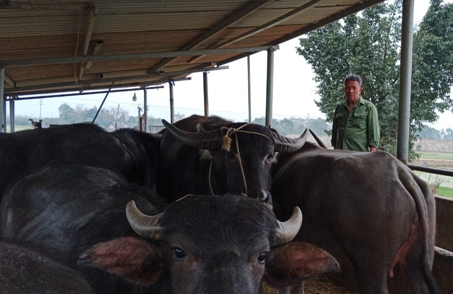 Người cao tuổi làm giàu từ nuôi cá công nghệ cao