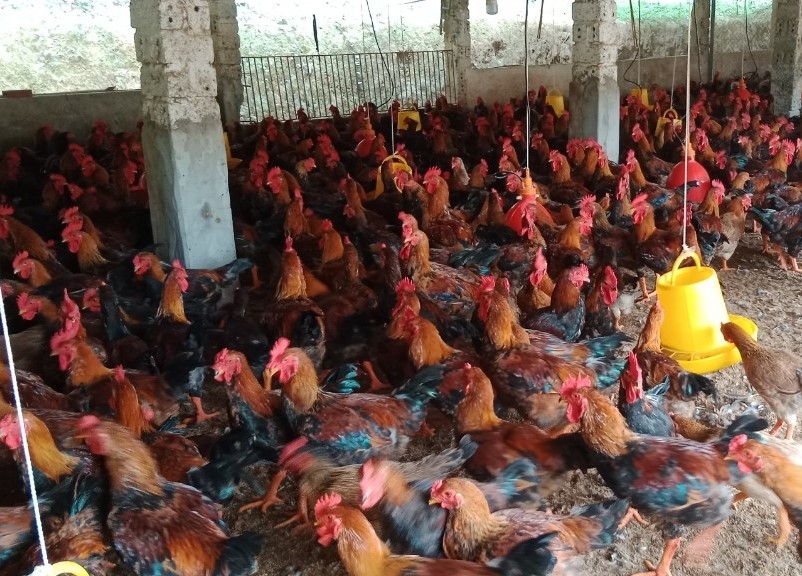 Người cao tuổi làm giàu từ chăn nuôi gà trên nền đệm lót sinh học