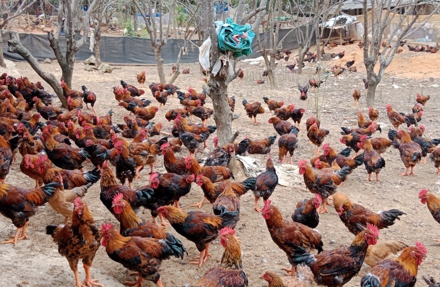 Người cao tuổi làm giàu từ chăn nuôi gà trên nền đệm lót sinh học