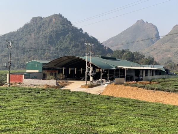 Lai Châu: Xưởng chế biến chè xây dựng trái phép nhiều lần bị xử phạt