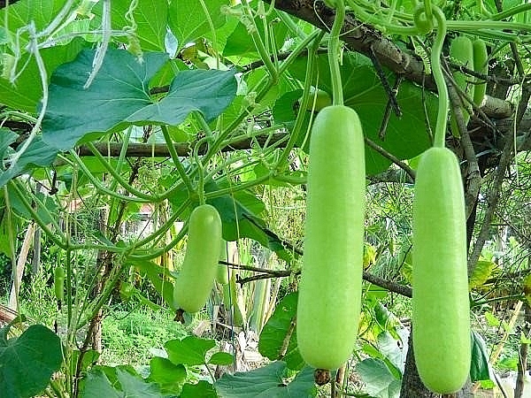 Người cao tuổi cần biết: Lợi ích của quả bầu đối với sức khỏe