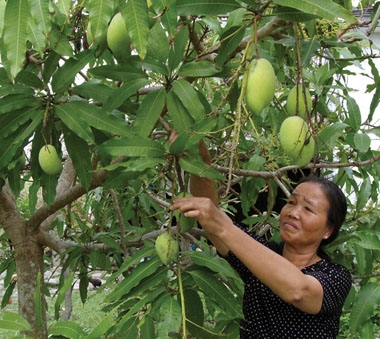 NCT tỉnh Đắk Nông tích cực lao  động sản xuất, xóa đói giảm nghèo