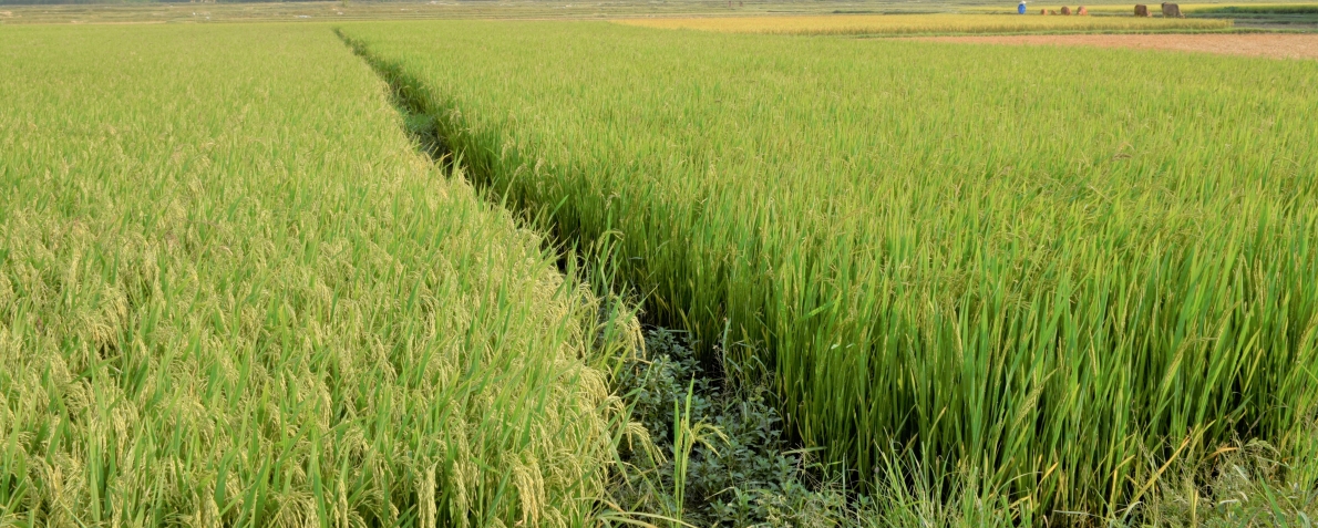 Quy định mới về quản lý mã số vùng trồng nông sản xuất khẩu