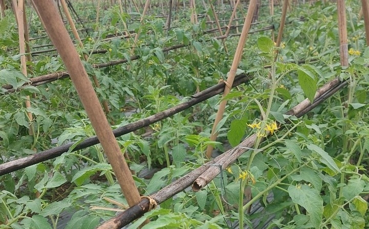 Phong trào sản xuất rau sạch đạt tiêu chuẩn VietGAP