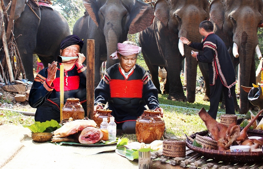 Già làng Y Khiă làm chủ tế Lễ cúng sức khỏe cho voi đua năm 2023 vừa qua. Phó  già làng Khăm Phết Lào thổi tù và tại lễ.