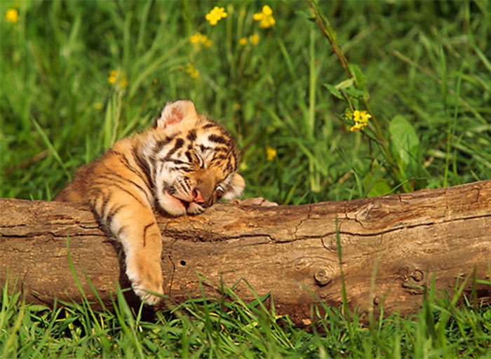 Tử vi 12 con giáp ngày 2/4/2023. Ảnh minh hoạ