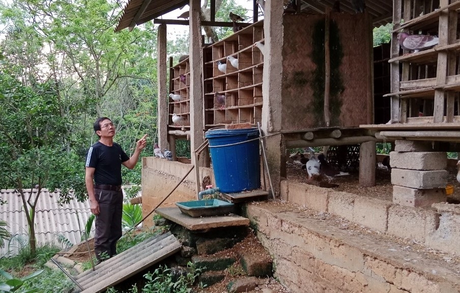 Người cao tuổi xã Yên Nguyên làm giàu nhờ mô hình nuôi bồ câu pháp