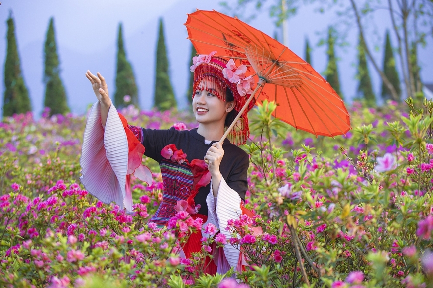 Thung lũng hoa Fansipan với đỗ quyên, hoa hồng, hoa đào, rum… bung nở rực rỡ