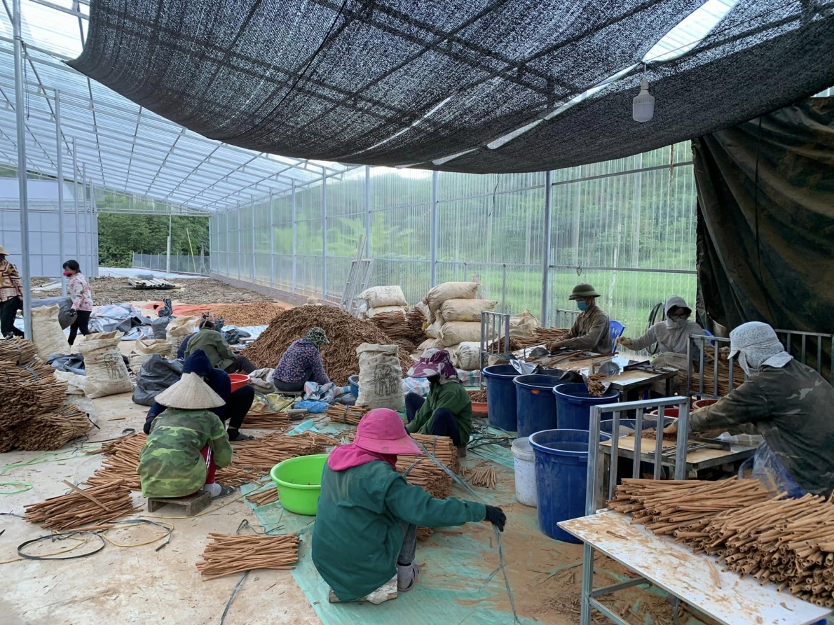 Đồng bào Dao ở xã Cam Cọn giàu lên từ trồng quế