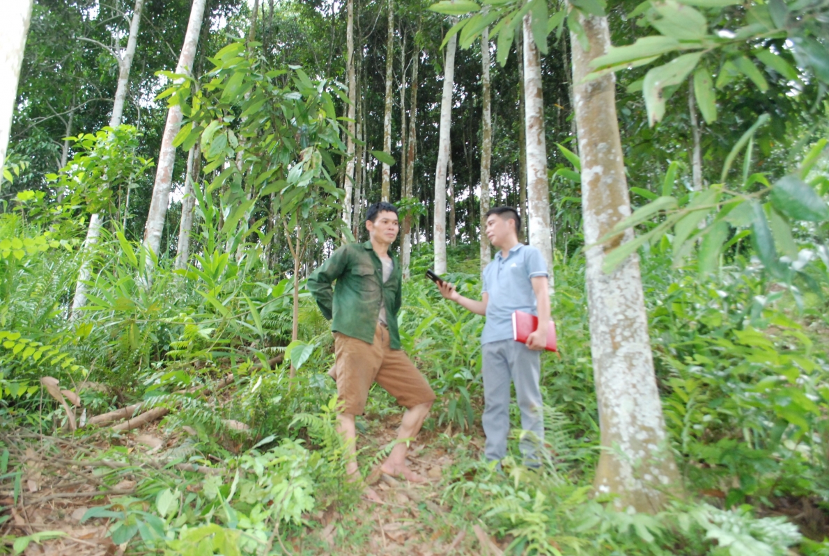 Đồng bào Dao ở xã Cam Cọn giàu lên từ trồng quế