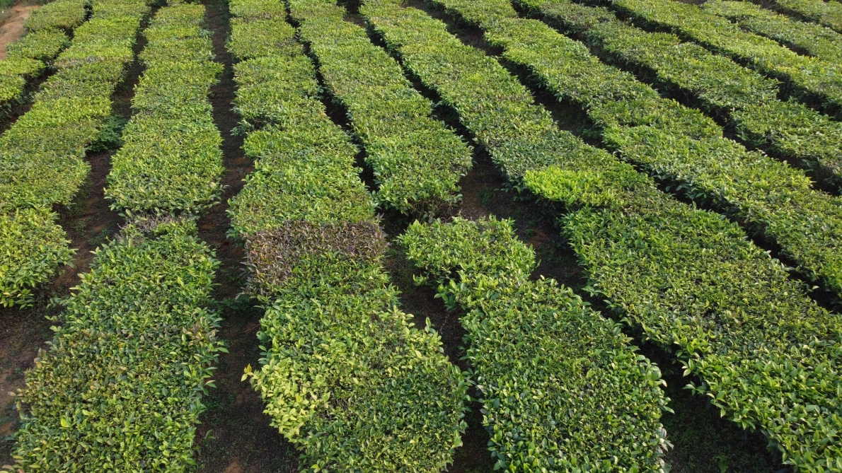 Bước đột phá cho người dân trồng chè ở huyện vùng cao Tam Đường