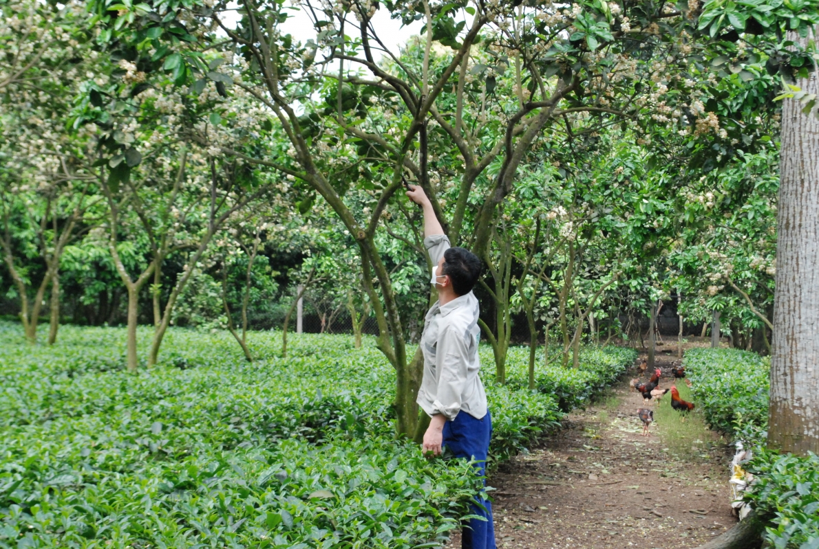 Nông dân thoát nghèo bền vững nhờ trồng bưởi hữu cơ