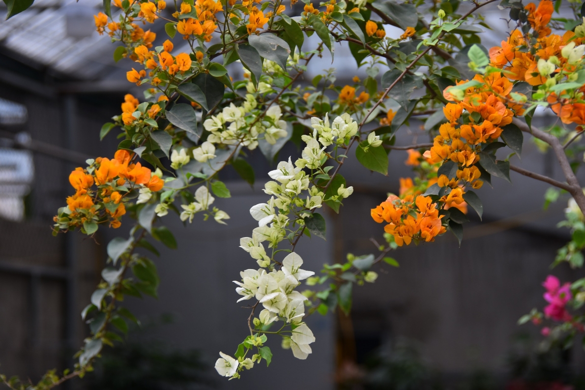 Tử vi 12 con giáp ngày 16/4/2023. Ảnh minh hoạ