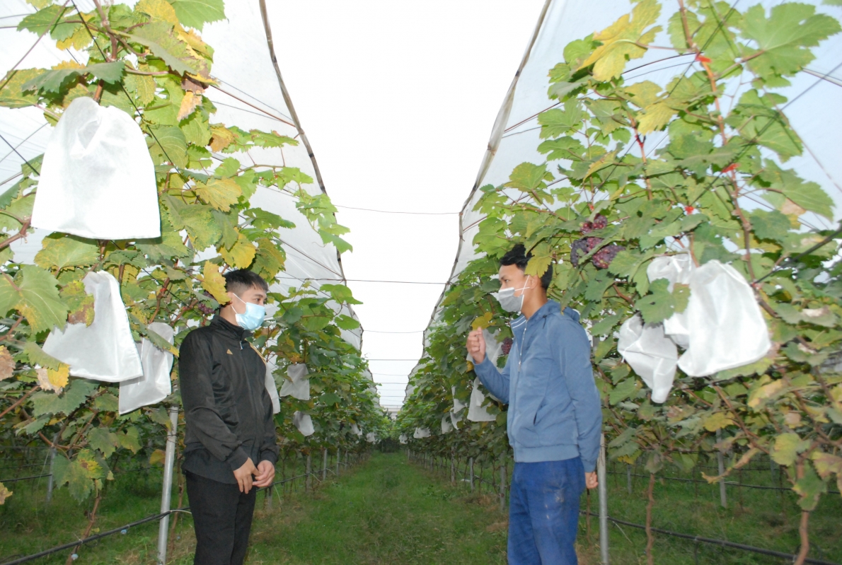 Chàng kỹ sư trẻ bỏ phố về quê làm giàu bằng mô hình nho hạ đen