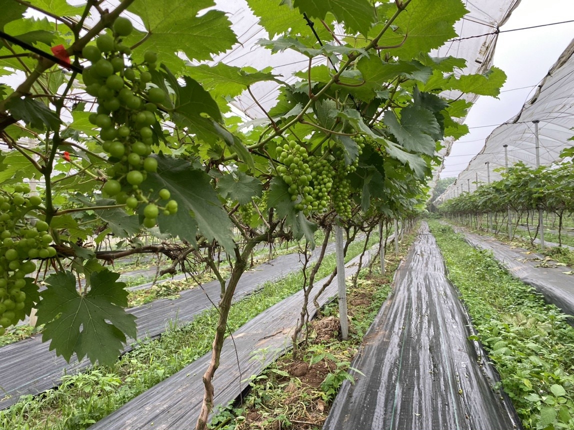 Chàng kỹ sư trẻ bỏ phố về quê làm giàu bằng mô hình nho hạ đen