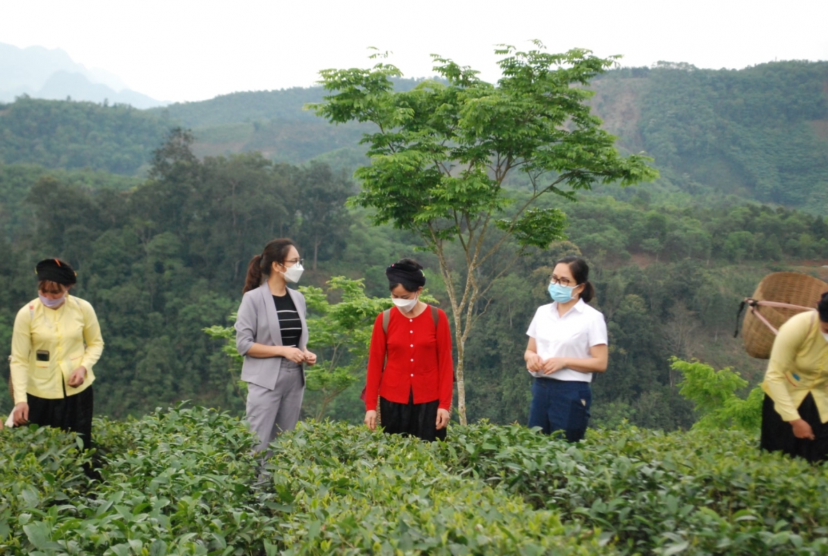 Biến vùng đất nghèo khó năm xưa trở nên trù phú nhờ trồng cây chè