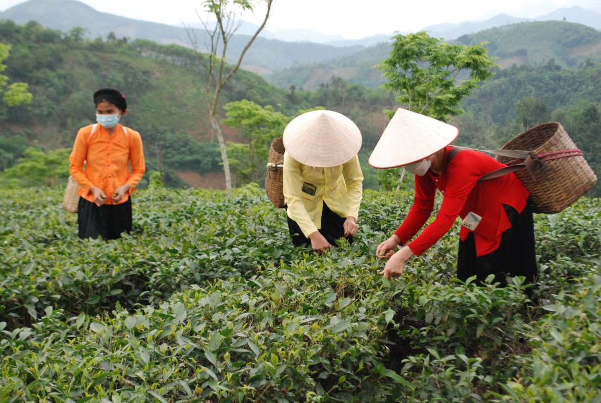 Biến vùng đất nghèo khó năm xưa trở nên trù phú nhờ trồng cây chè