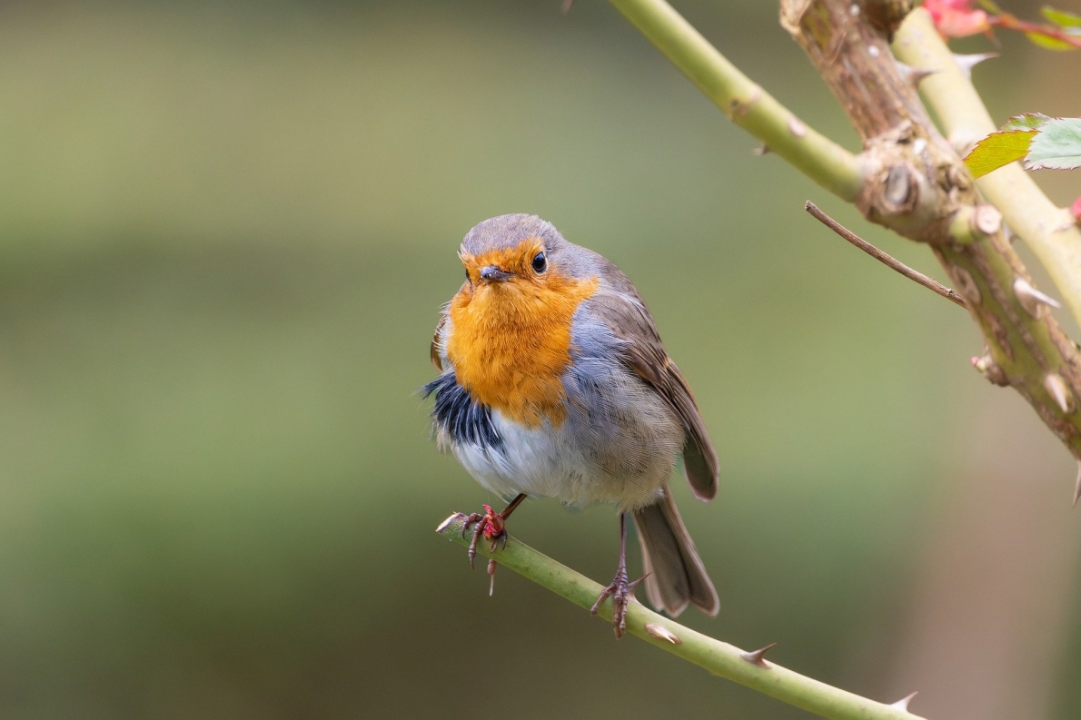 Tử vi 12 con giáp ngày 21/4/2023. Ảnh minh hoạ