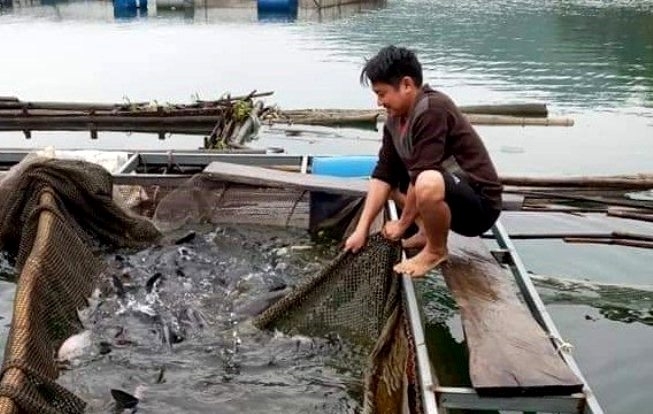 Nông dân đổi đời nhờ nuôi cá VietGAP trên lòng hồ Thủy điện Hòa Bình