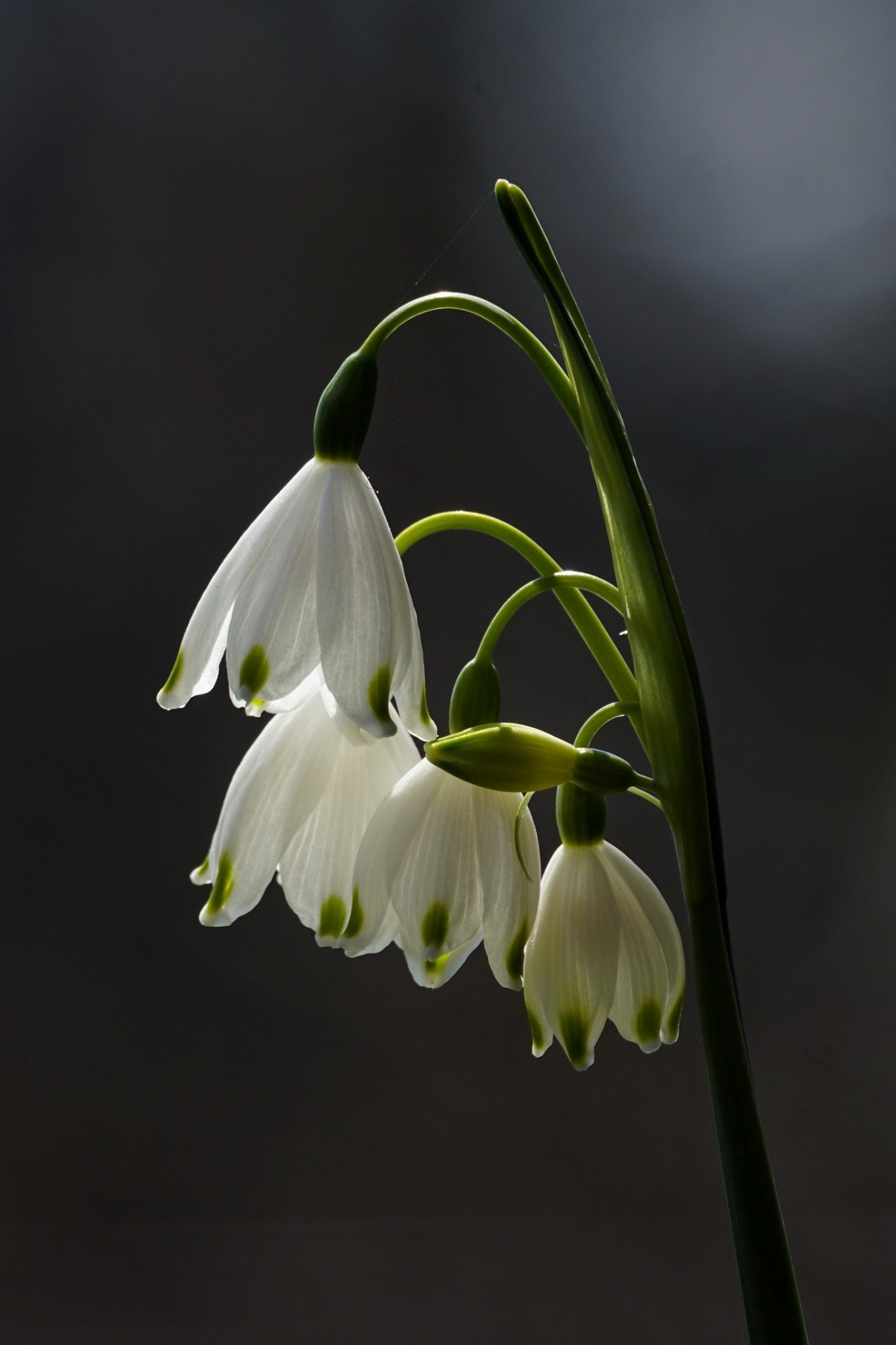 Tử vi 12 con giáp ngày 23/4/2023. Ảnh minh hoạ