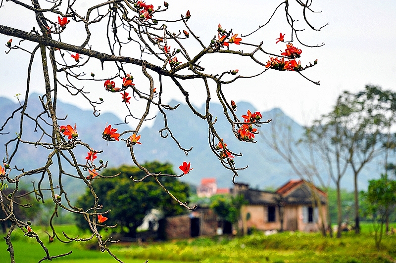 Làng quê - mùa hoa gạo nhớ thương