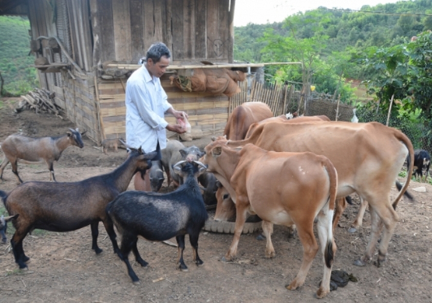 NCT huyện Điện Biên Đông , tỉnh Điện Biên tích cực lao động sản xuất, xóa đói giảm nghèo